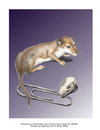 Fossil Of Tiny Mammal